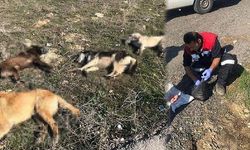 Ankara'da bir ayda üçüncü köpek katliamı!