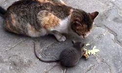 Kedi ile farenin peynir kardeşliği