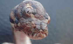 Avustralya’da 3 gözlü yılan bulundu