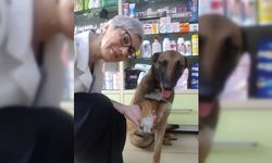 Yaralı köpek patisini kaldırarak eczacıdan adeta yardım istedi