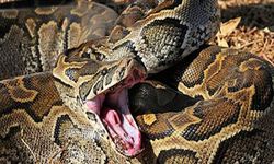 2,5 metrelik piton yılanı sahibini boğarak öldürdü