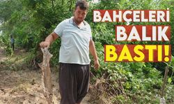 Narenciye bahçelerinden tonlarca balık topladılar!