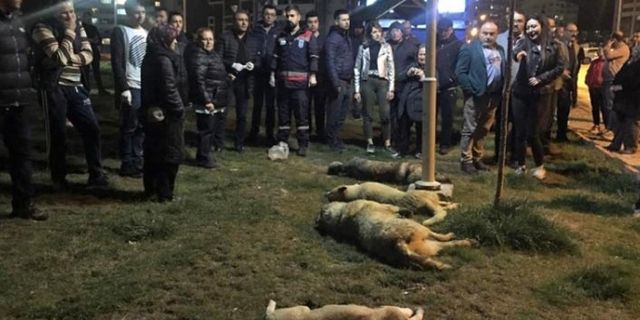 16 köpeği zehirleyen zanlılar serbest bırakıldı