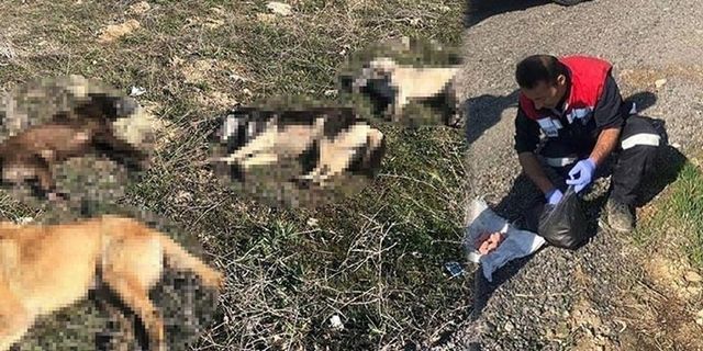 Ankara'da bir ayda üçüncü köpek katliamı!