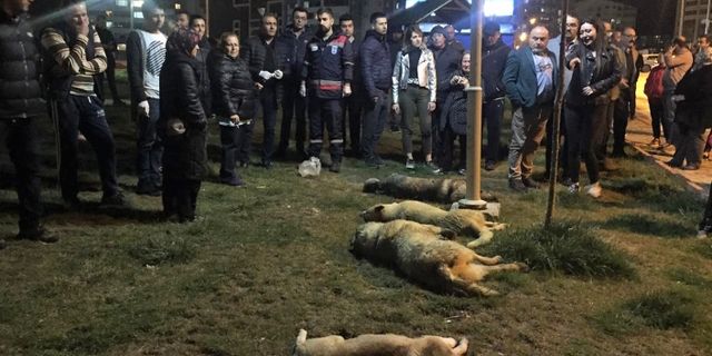 Ankara'da köpek katliamıyla ilgili üç gözaltı