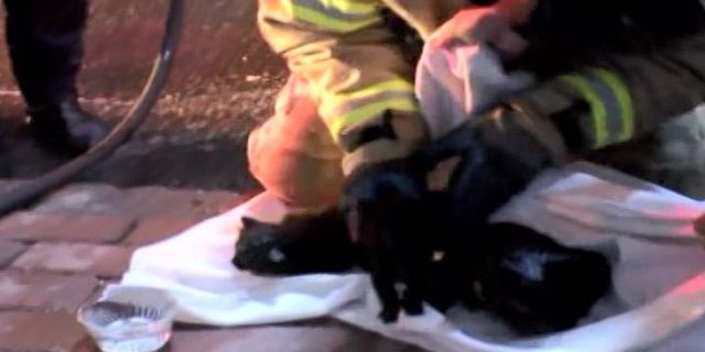 Kedi ve yavruları yangından son anda kurtarıldı