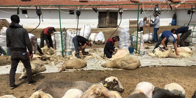Koyun kırkan 11 işçi akıma kapıldı