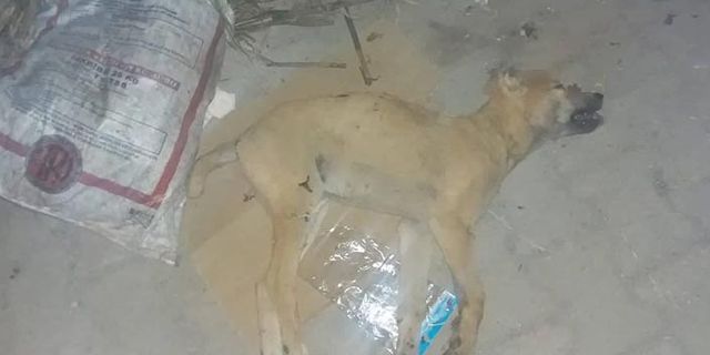 Kütahya'da bir adam sokak köpeğini yaralayıp çöpe attı !