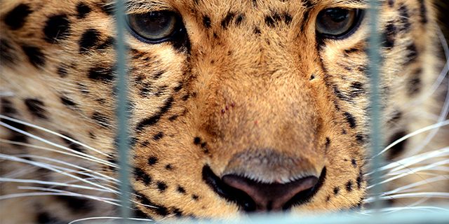 Sri Lanka'da leopar işçilere saldırdı: 1 ölü