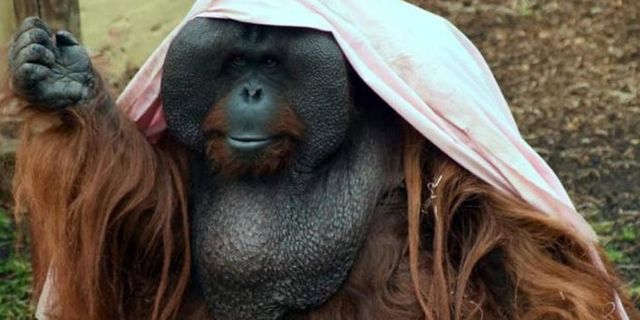 İngiltere’de orangutanlar üstlerini örtmeye başladı