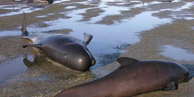 ABD'de kıyıya vuran balinalar intihar mı ediyor?