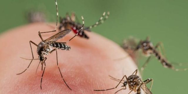 Arı, böcek ve sivrisinek sokmalarına karşı alınması gereken 10 önlem