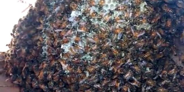 Kırılan su borusundan binlerce arı çıktı