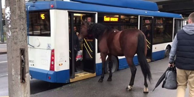 Rusya'da bir at otobüste kendine yer aradı