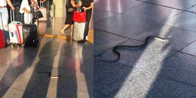 Turistin valizine giren yılan havalimanında paniğe yol açtı