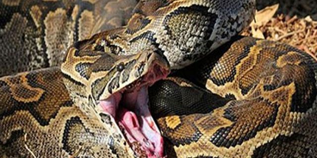 2,5 metrelik piton yılanı sahibini boğarak öldürdü