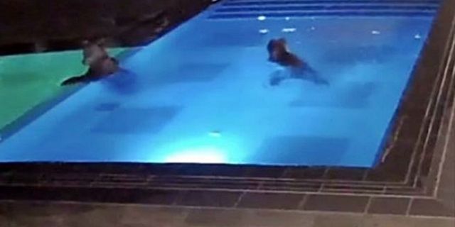 Bir otele giren ayılar havuzda yüzdü