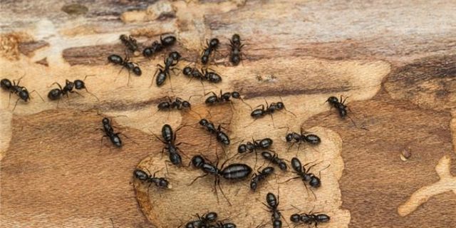 Evdeki karıncalar nasıl gider / Karıncadan kurtulmanın yolları nelerdir?