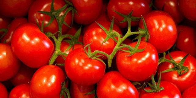 İçinden canlı kurtçuk çıkan 20 ton domates Türkiye'ye iade edildi