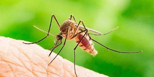 Sivrisineğin ısırdığı kadın virüs kaparak öldü