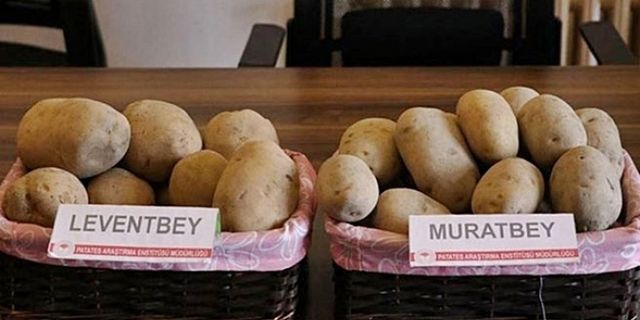 Yerli ve milli patatesler Leventbey ve Muratbey, artık özel sektörün ürünü